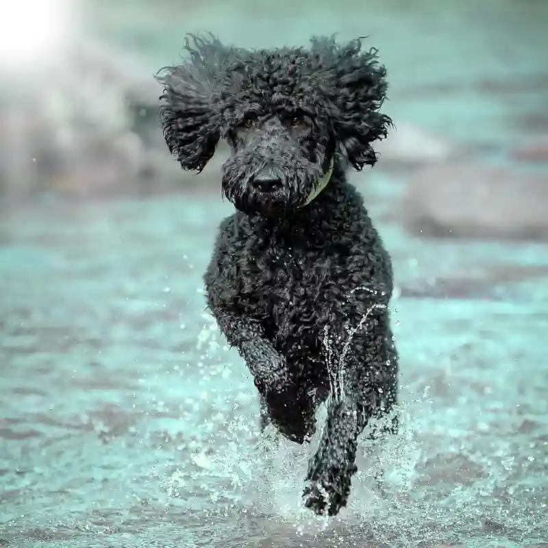 Ein schwarzer Barbet jagt durch das Wasser auf die Kamera zu mit wehenden Ohren, rundum spritzt Wasser.