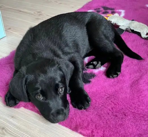 Labradorwelpe Kaja ist zuhause angekommen und liegt gemütlich auf einem pinken Teppich