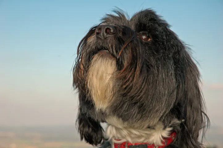 Benji Benji, unser verstorbener Tibet-Terrier, schaut in den Himmel.