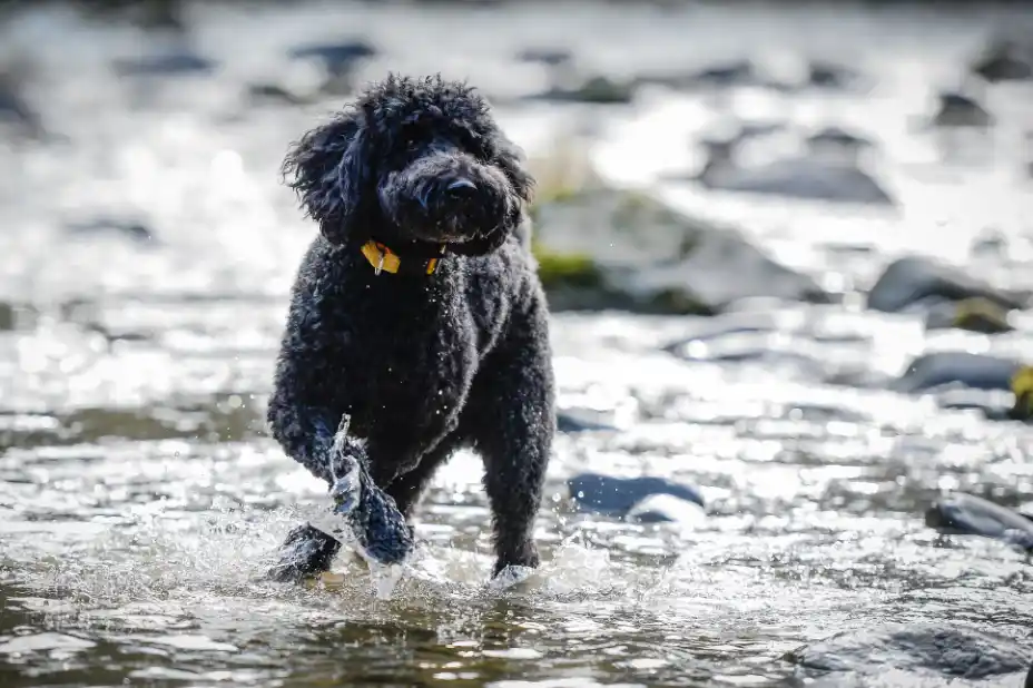Ganja, unser verstorbener Barbet Rüde, planscht in einem Bach