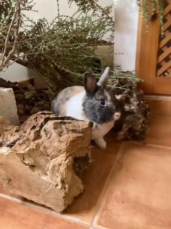 Ein Kaninchen schaut zwischen zwei Klötzen eines Baumstammes