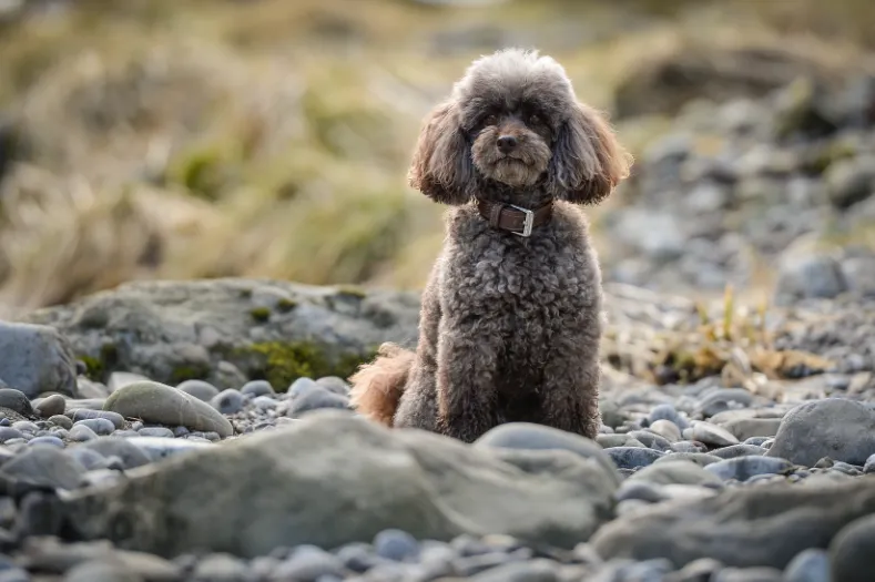 Jeddah, ein Pudel, sitzt am Flussufer zwischen Kieseln und Steinen