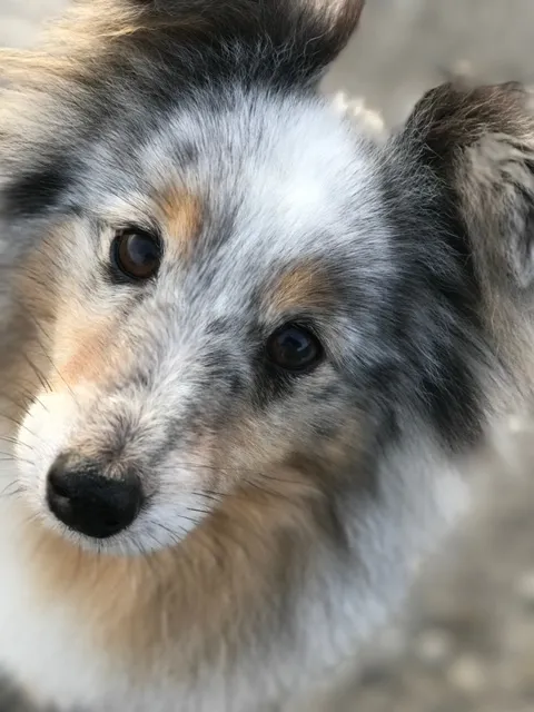 Shanaya Shanaya, unser verstorbener Shelty, schaut mit ihren treuen Knopfaugen in die Kamera