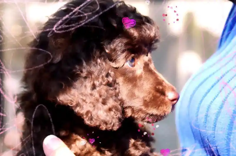 Kopf einer braunen Puddelwelpin mit dem Namen Jeddah, Profilansicht