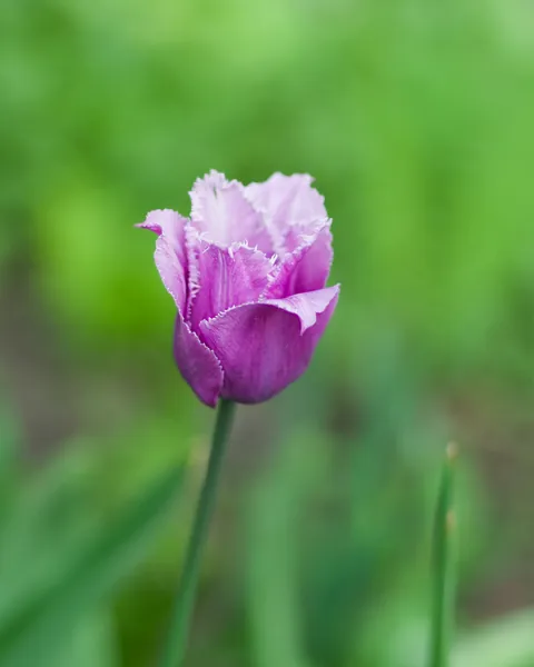 blume Lila Blüte vor diffusem grünen Hintergrund