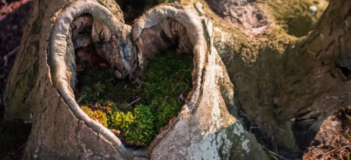 Innere Wahrheit Ausgehölter Baumstrunk in Form eines Herzen.
