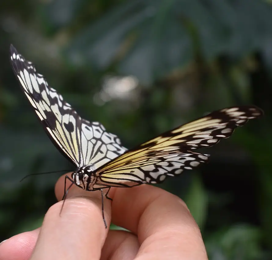Schmetterling Schmetterling mit ausgebreiteten Flügeln auf dem Daumenrücken einer Hand.