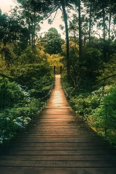 lebensweg Blick auf eine Hängebrücke, kurz vor der Überquerung, in der Dämmerung in einem grünen Wald