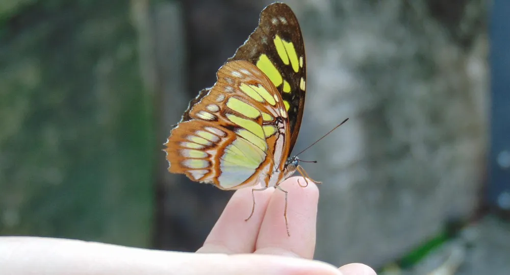 Schmetterling sitz auf zwei Fingern einer Hand