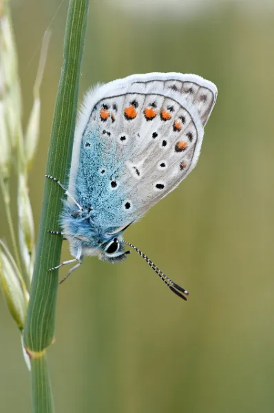 Ein Schmetterling hält sich an einem Grashalm fest. Makroaufnahme.