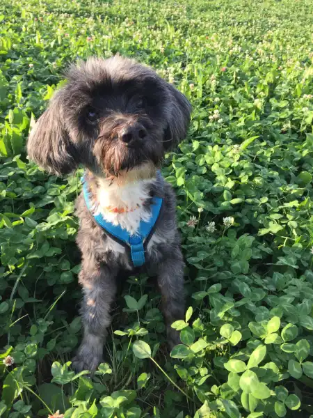 benji Benji, ein Tibetterrier, sitzend in einem Feld aus Klee