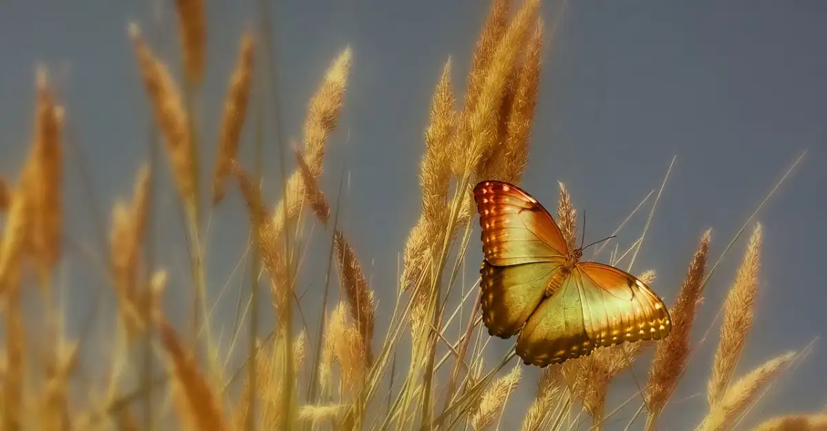 Orange-gelber Schmetterling hält sich an einer Ähre im Weizenfeld fest.