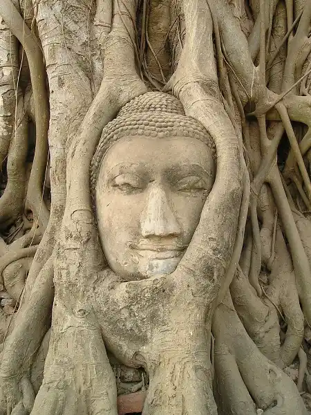 Kopf einer Buddha-Statue ist in Baumwurzeln verwachsen.