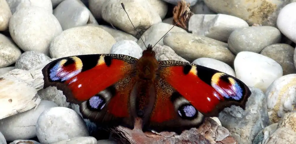 Ein Pfauenauge sitzt auf Kieselsteinen