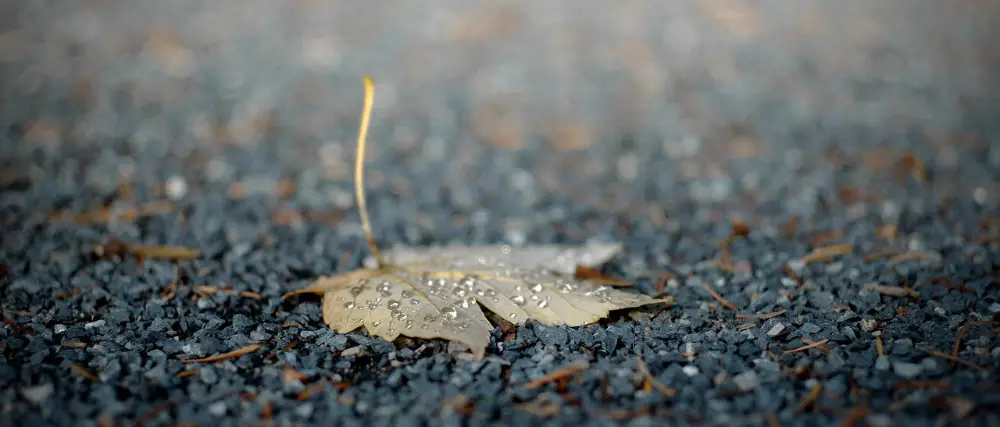 people-pleasing-blatt-im-regen Ein Ahornblatt liegt kopfüber auf dem Asphalt, den Stengel nach oben gerichtet. Es regnet.