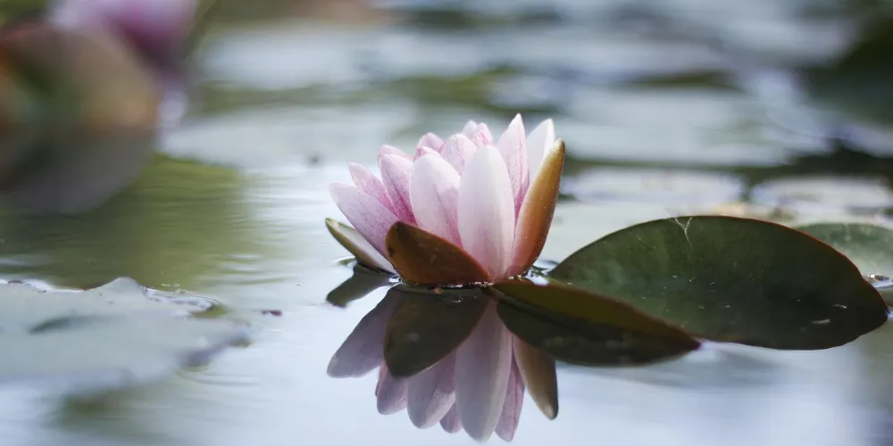 people-pleasing-seerose