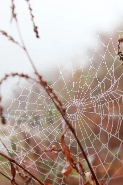 people-pleasing-spinnennetz Ein etwas mitgenommenes Spinnennetz zwischen Gräsern mit Tautropfen in herbstlicher morgendlicher Umgebung.