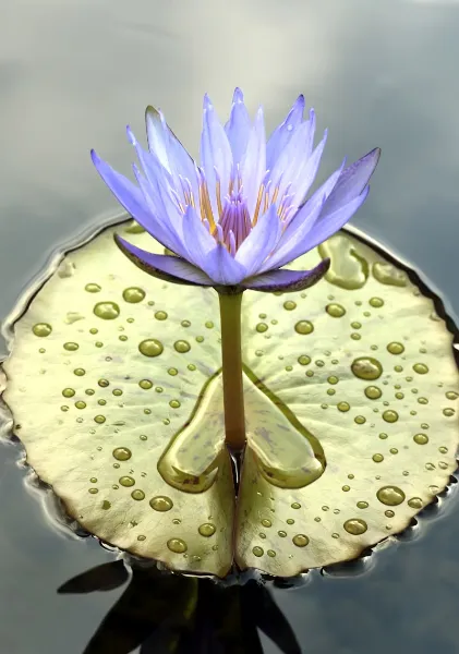 kinesiologie-uebung Blau-violette Lotusblüte auf einem Seeroosenblatt schwimmt auf dem Wasser